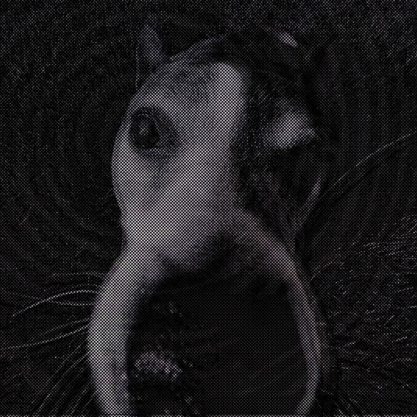 RUFF