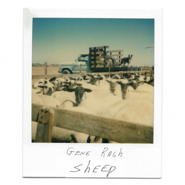 Sheep